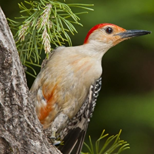 USA, North Carolina. Red-headed woodpecker on tree