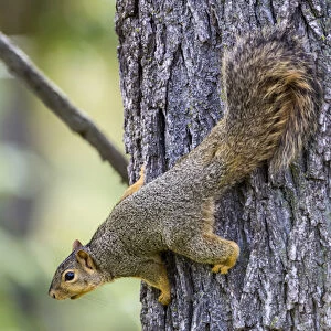 USA, Ogle County, Illinois, Eastern Fox Squirrel on side of tree
