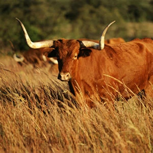 USA, Oklahoma, Longhorn bull in field