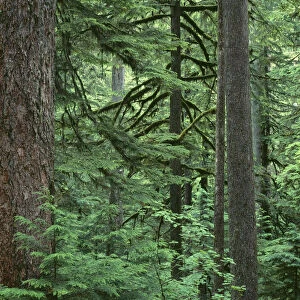 USA, Oregon, Columbia River Gorge National Scenic Area. Old growth forest dominated by Douglas-fir