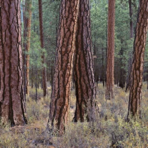 USA, Oregon. Deschutes National Forest, trunks of mature ponderosa pine in autumn, Metolius Valley
