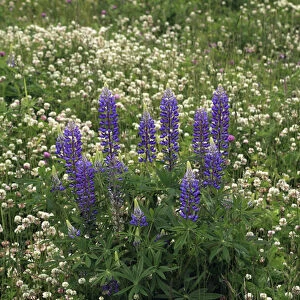 USA, Oregon. Lupine and clover in field. Credit as: Steve Terrill / Jaynes Gallery / DanitaDelimont
