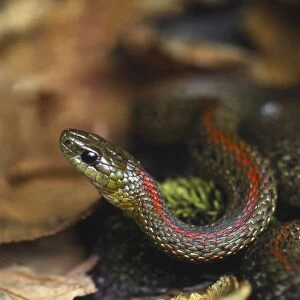USA, Oregon, Multnomah County. Garter snake in garden