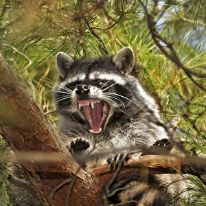 USA, Oregon, Portland. Raccoon yawning while resting on limb of conifer tree. Credit as