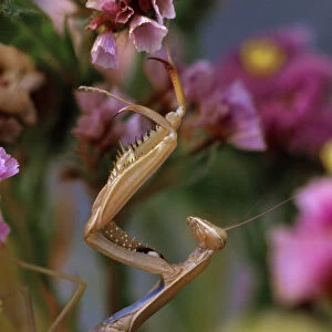 USA, Oregon. Praying mantis on statice flower