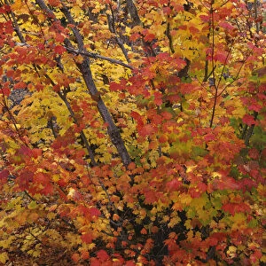 USA, Oregon, Willamette National Forest. Fall colored vine maple, Upper McKenzie River Valley