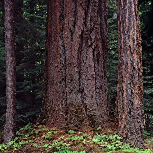 USA, Oregon. Willamette National Forest, large trunk of old growth Douglas fir