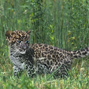 USA, Pennsylvania. African leopard cub walking in tall grass. (Rescue) Credit as
