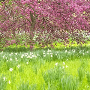 USA, Pennsylvania, Wayne and Chanticleer Gardens springtime blooming crabapple