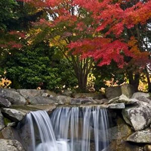 USA, Redmond, Washington. Fall color in a park