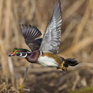 USA, Seattle, Washington. Male Wood Duck takes flight on Union Bay, Lake Washington