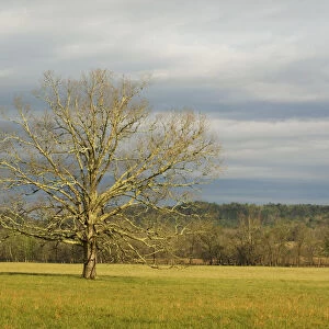 USA; Smoky Mountains NP; Lone tree in a field at Cades Cove