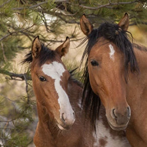 USA, South Dakota, Black Hills Wild Horse Sanctuary. Portrait of wild horse mare and colt
