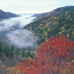 USA, Tennessee, Great Smokey Mountains National Park. Autumn view of foggy valley