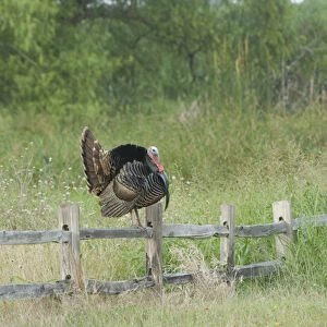 USA, Texas, Aransas National Wildlife Refuge, Wild Turkey (Meleagris gallopavo)