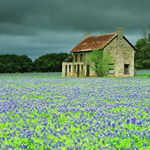 USA, Texas. Bluebonnets surround this abandoned ranch house near Marble Falls. Credit as