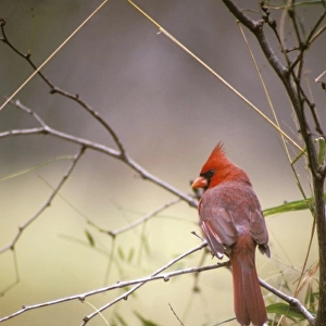 USA Texas, Gulf Coast. Northern Cardinal (Cardinalis cardinalis)