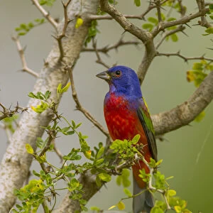 USA, Texas, Hidalgo County. Male painted bunting in thorny tree