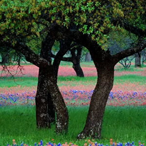 USA, Texas, Hill Country, Texas Wildflowers and Dancing Trees