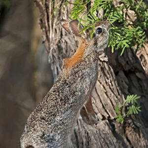 USA, Texas, Santa Clara Ranch. Desert cottontail rabbit eating plant