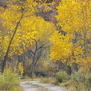 USA, Utah. Dixie National Forest, Golden Fremont Cottonwood trees, along hwy 12
