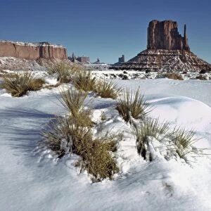 USA, Utah, Monument Valley. Fresh snow mounds around cacti on the floor of Monument Valley