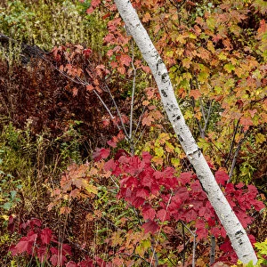 USA, Vermont, Stowe, birch trees around wetlands above the Toll House on Route 108