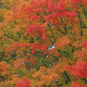 USA, Vermont. Vibrant Fall colors