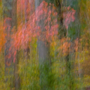 USA, Virginia, Great Falls Park. Abstract of autumn colors on trees