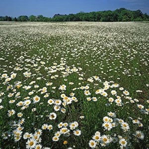 USA, Virginia, Loudoun County, Daisy meadow