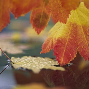 USA, Washington, Bellingham, Close-up of autumn vine maple leaves reflecting in pool of water