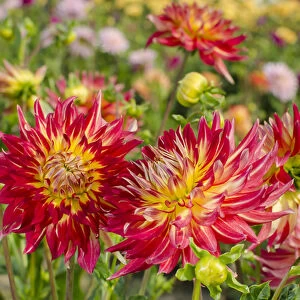 USA, Washington. Dahlia flowers in garden