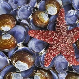 USA, Washington, Hood Canal, Seabeck. Close-up of starfish and clam shells. Credit as