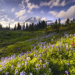 USA, Washington, Mt. Rainier National Park. Mountain meadow with wildflowers
