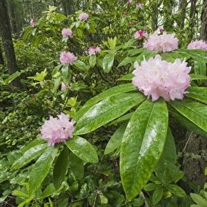 USA, Washington, Mt. Walker, Olympic National Forest, Coast Rhododendron / Pacific Rhododendron (Rhododendron macrophyllum)
