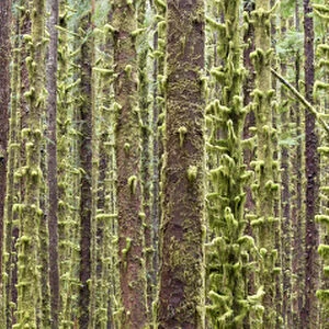 USA, Washington, Olympic National Park. Panoramic of mossy tree trunks in Hoh River Rainforest