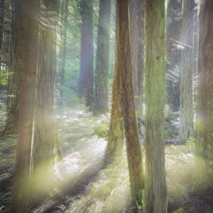 USA, Washington, Scenic Beach State Park. Blurred forest scene in sunlight. Credit as