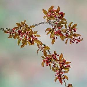 USA, Washington, Seabeck. Crabapple branches in spring