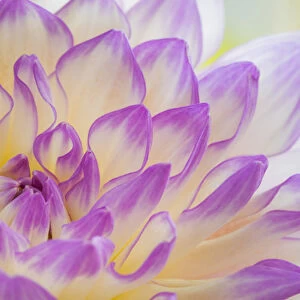 USA, Washington, Seabeck. Dahlia flower close-up