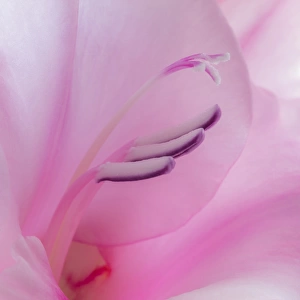 USA, Washington, Seabeck. Gladiola blossom close-up
