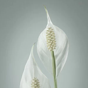 USA, Washington, Seabeck. Peace lily close-up
