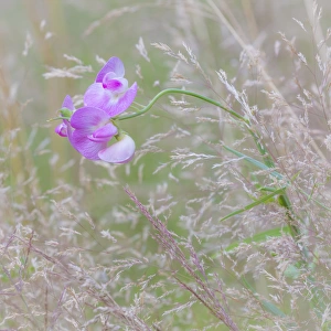 USA, Washington, Seabeck. Sweetpea blossoms in meadow