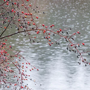 USA, Washington, Seabeck. Wild rose tree hanging a pond