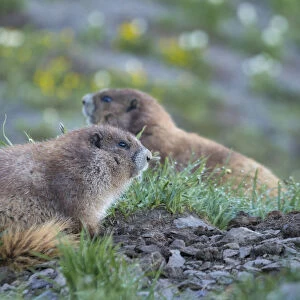 USA, Washington State. Endemic Olympic Marmot (Marmota olympus) juveniles romp near Hurricane Ridge