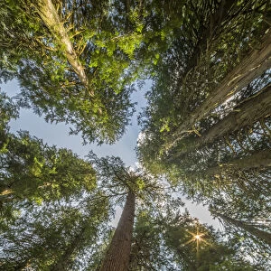 USA, Washington State. Looking up toward tall, mature, old growth conifers at Grove