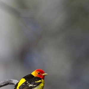 USA, Washington State. A male breeding plumage Wester Tanager (Piranga ludoviciana)