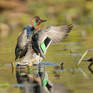 USA, Washington State. Male Green-winged Teal (Anas crecca) flaps its wings on Union Bay in Seattle