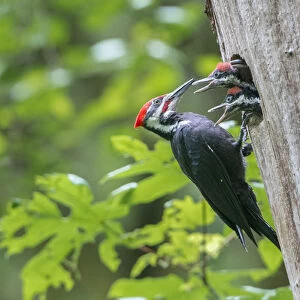USA. Washington State. Male Pileated Woodpecker (Dryocopus pileatus) feeds begging