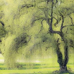 USA, Washington State, Medina spring greens willow tree