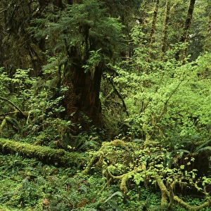 USA, Washington State, Olympic Peninsula, Lush green rainforest in Olympic National Park